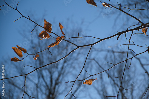 Closeup photo of tree branches in a forest in Maransart town, Lasne, Belgium after a storm photo