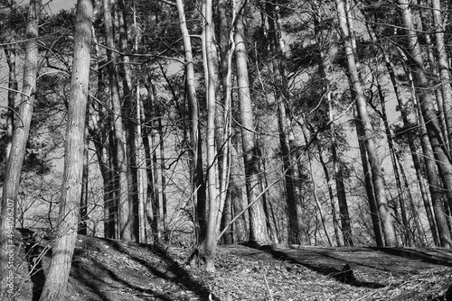 Greyscale photo of trees in a forest in Maransart town, Lasne, Belgium after a storm photo