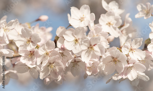 closeup of branch of white and pink sakura cherry tree blossom in spring