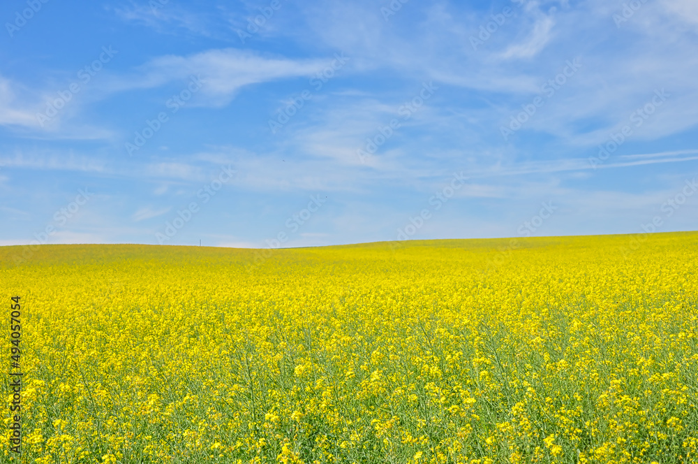 Rapsfeld, Rapsfelder, Hintergrund, Landschaft, Natur, Himmel, Urlaub