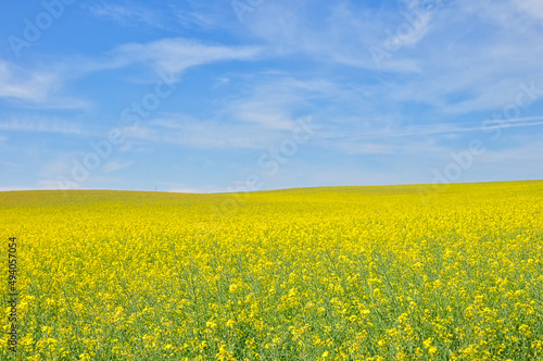 Rapsfeld, Rapsfelder, Hintergrund, Landschaft, Natur, Himmel, Urlaub © Andreas