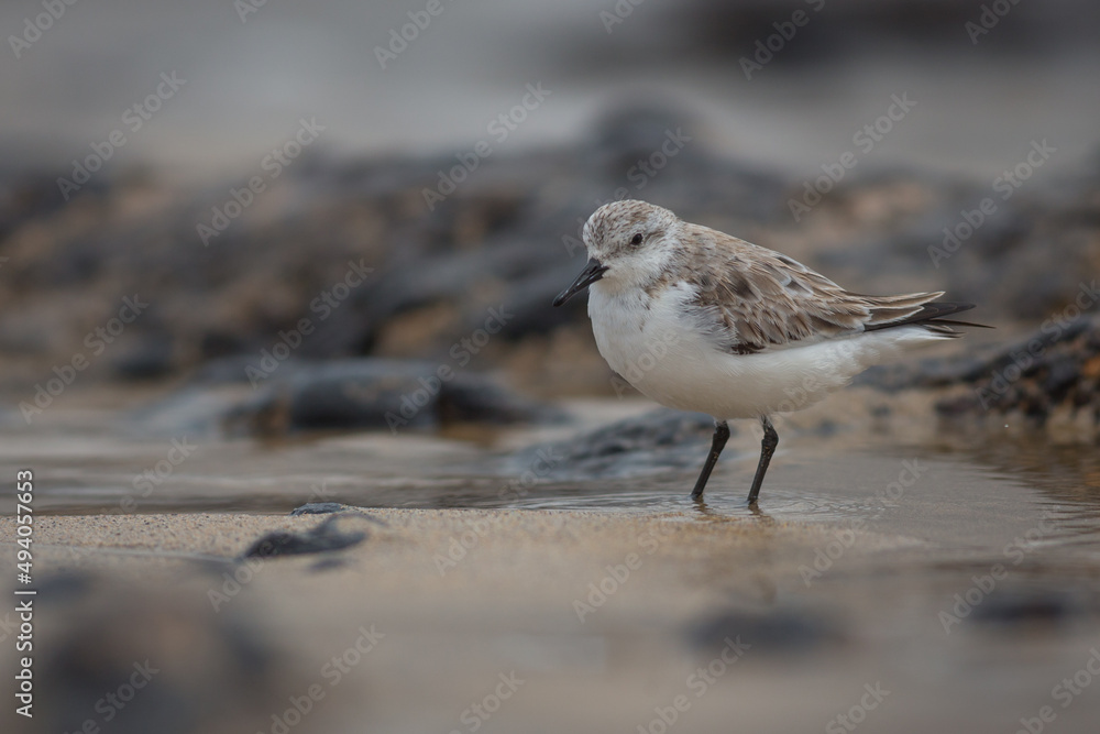 Sanderling Winter Plummage, Puerto Del Carmen Lanzarote Canary Islands Sanderling Winter Plummage, Puerto Del Carmen Lanzarote Canary Islands