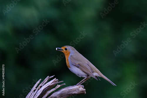 One of the most familiar birds in the parks and gardens of Europe, the robin. This is perched on a branch. 