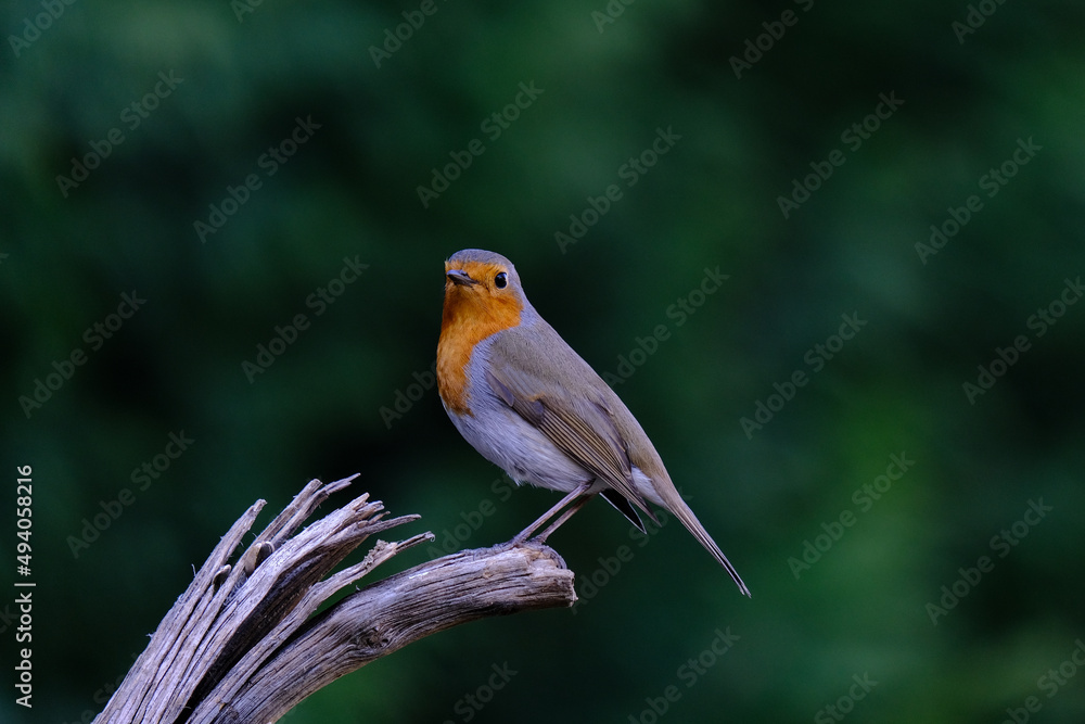 One of the most familiar birds in the parks and gardens of Europe, the robin. This is perched on a branch.
One of the most familiar birds in the parks and gardens of Europe, the robin. This is perched on a branch.