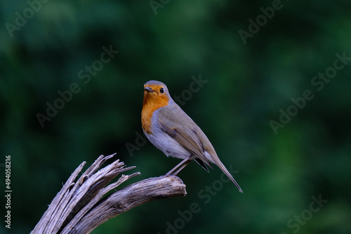 One of the most familiar birds in the parks and gardens of Europe, the robin. This is perched on a branch. 