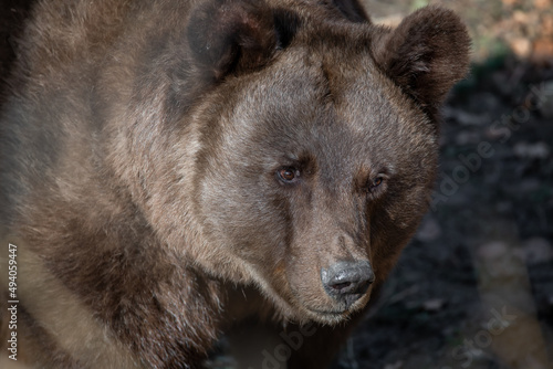 Brown bear in Bad Mergentheim Wildpark in Germany photo