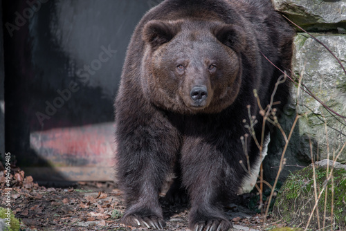 Brown bear in Bad Mergentheim Wildpark in Germany photo