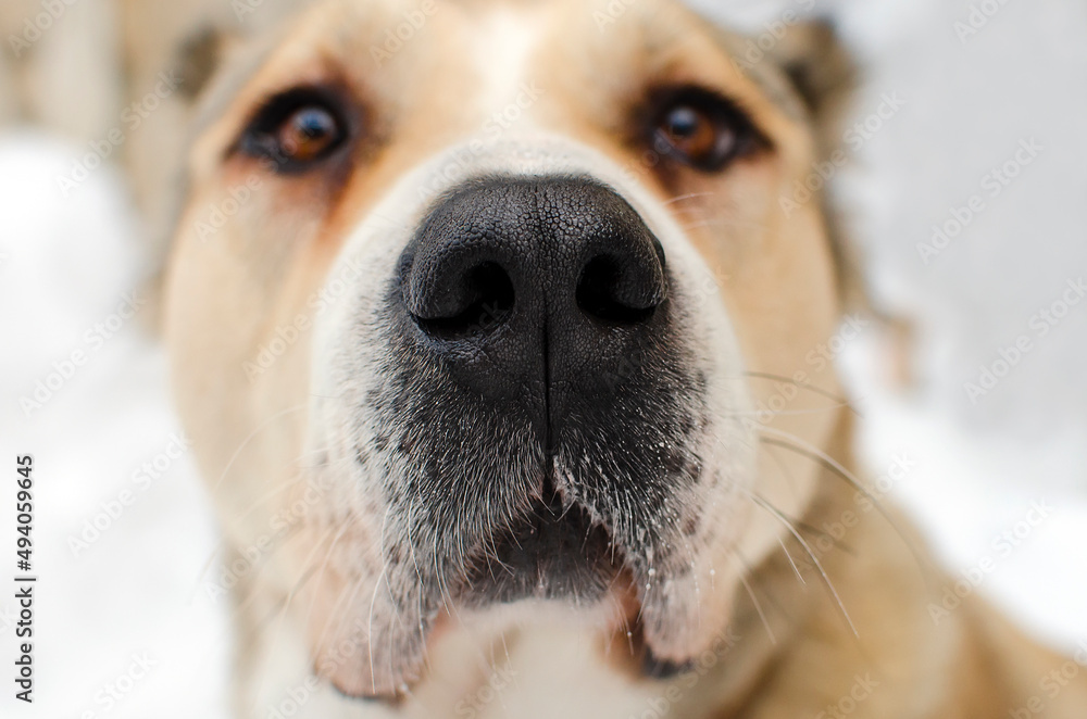 Central Asian Shepherd dog Alabai looks at the camera. Focus on the tip of the nose. Close-up of a dog's nose. Central Asian Shepherd dog Alabai looks at the camera. Focus on the tip of the nose. Close-up of a dog's nose.