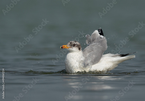 Great black-headed gull bathing at Bhigwan bird sanctuary, India photo