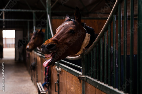 Beautiful brown horse in stable box, yawning and making funny face by showing teeth and tongue