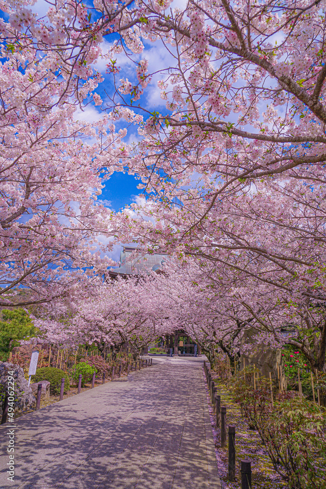 建長寺の満開の桜