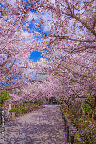 建長寺の満開の桜