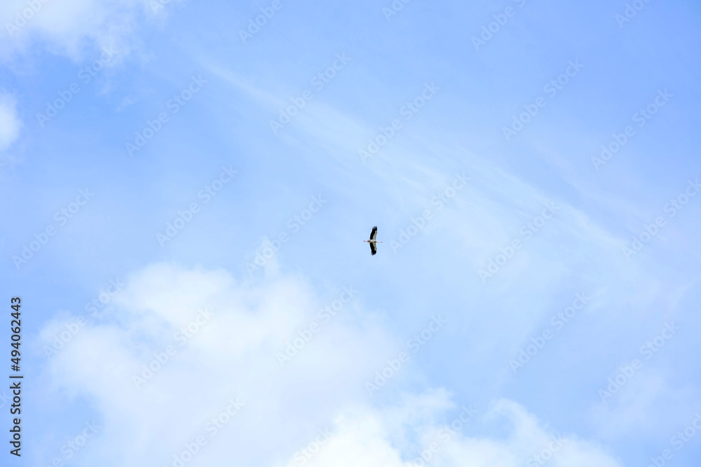 The stork flies high in the blue sky with little cloudiness. The background of the blue sky. The stork flies high in the blue sky with little cloudiness. The background of the blue sky.