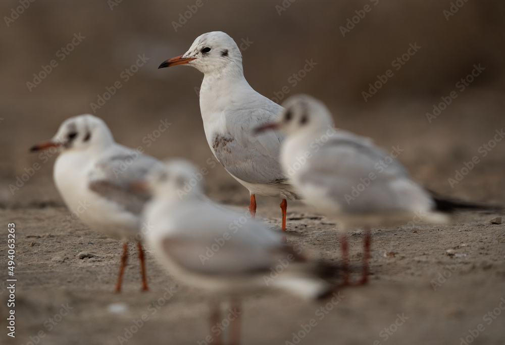 Fototapeta premium Selective focus on back Black-headed gull at Asker marsh, Bahrain