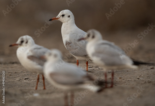 Selective focus on back Black-headed gull at Asker marsh, Bahrain