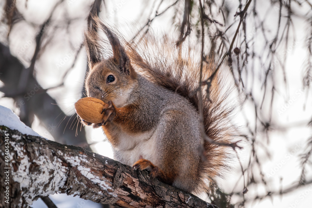 Fototapeta premium The squirrel with nut sits on tree in the winter or late autumn