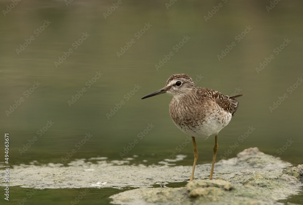 Closeup of a Wood Sandpiper at Asker marsh, Bahrain Closeup of a Wood Sandpiper at Asker marsh, Bahrain