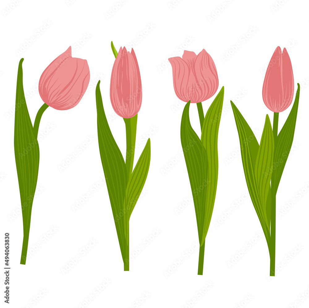 A set of spring pink tulips. Vector stock illustration. Delicate flowers. Isolated on a white background. A perennial onion plant. A set of spring pink tulips. Vector stock illustration. Delicate flowers. Isolated on a white background. A perennial onion plant.