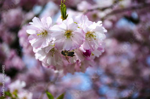 Fotobehang Closeup shot of the bee taking pollen from the Cherry tree flower on the blurry