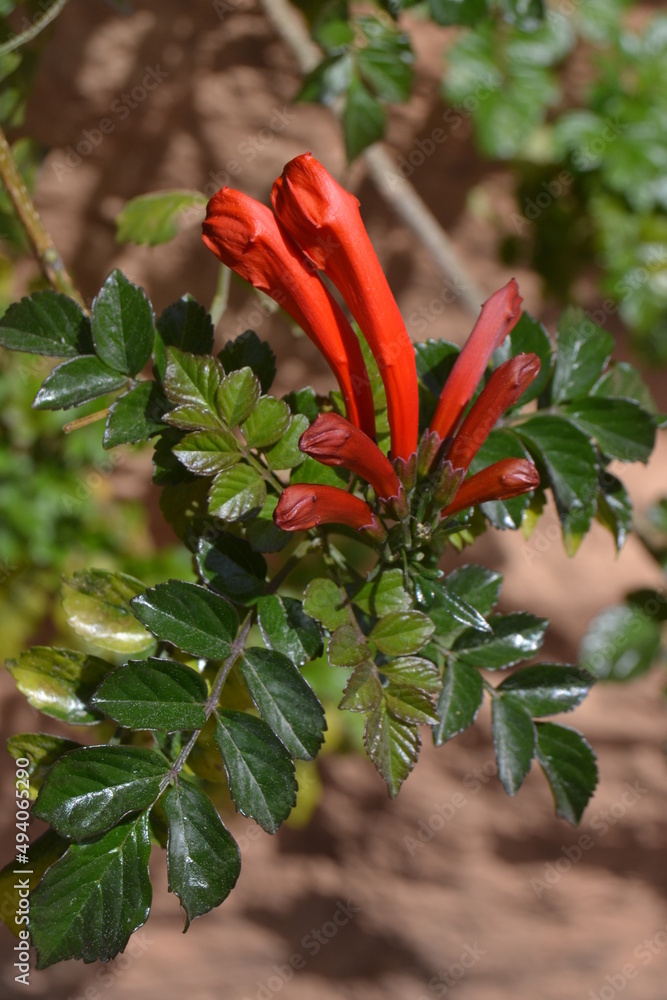 flor flor