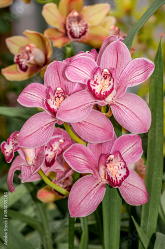 Boat Orchid (Cymbidium cv) in greenhouse photo