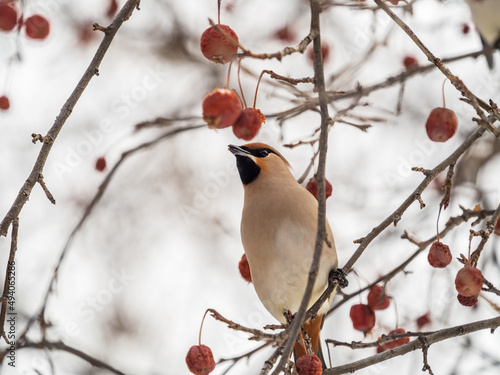 Bohemian Waxwing, Bombycilla garrulus, sitting on the bush and feeding on wild red apples in winter or early spring time.
