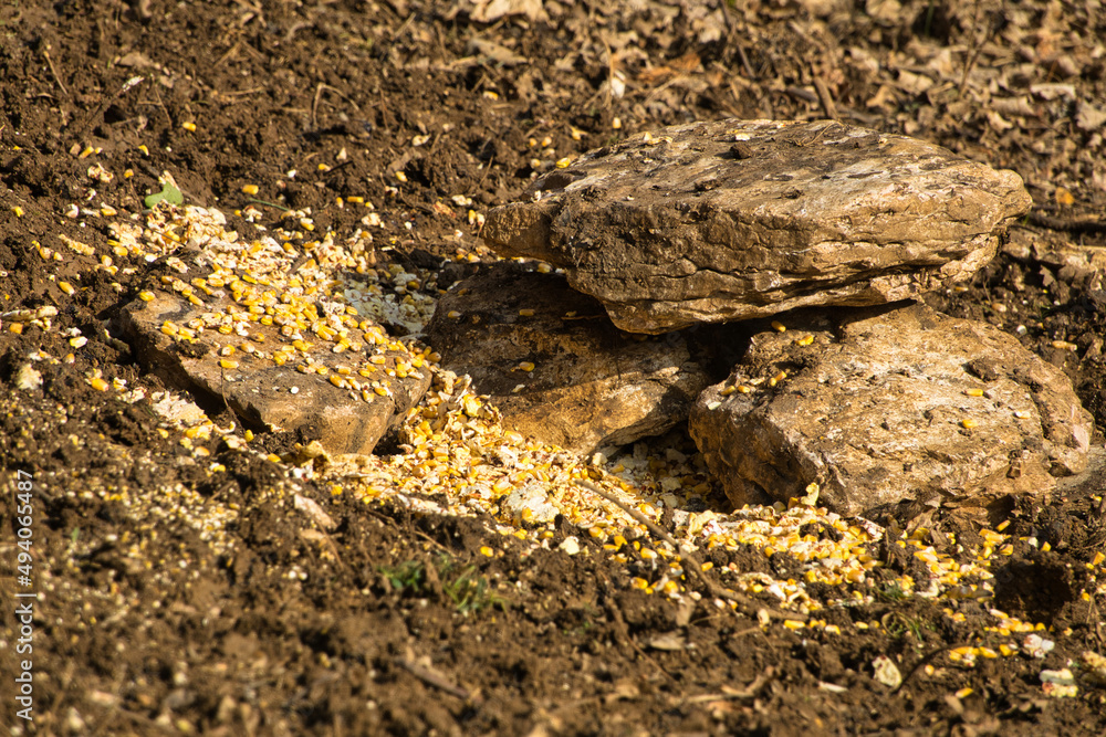 close-up of grains left in the ground close-up of grains left in the ground