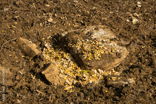 close-up of grains left in the ground