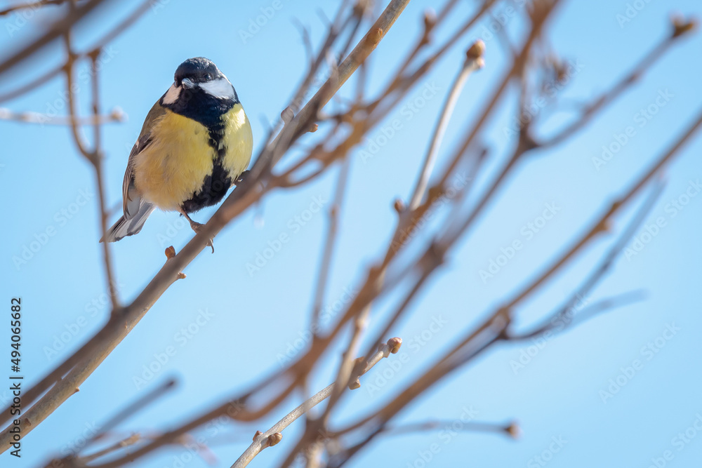 Spring birds on branches without leaves. Spring birds on branches without leaves.