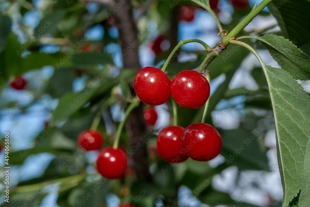 Duke Cherry (Prunus avium x Prunus cerasus) in orchard Duke Cherry (Prunus avium x Prunus cerasus) in orchard