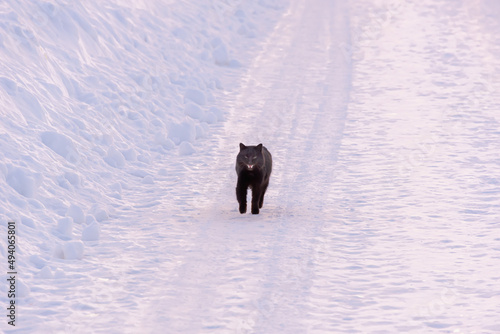 A black cat crosses the road. Winter, snowy road.