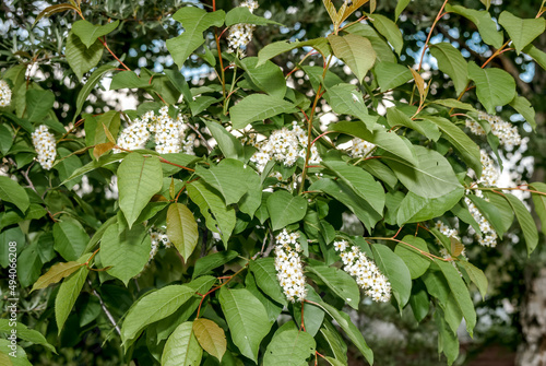 Chokecherry (Prunus virginiana) in park