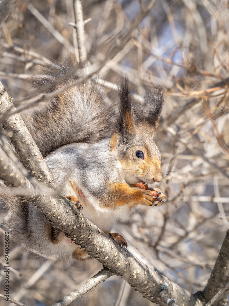 Fototapeta premium The squirrel with nut sits on tree in the winter or late autumn