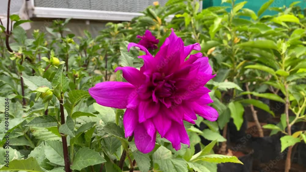 Magenta Colour Dahlia Magenta Colour Dahlia