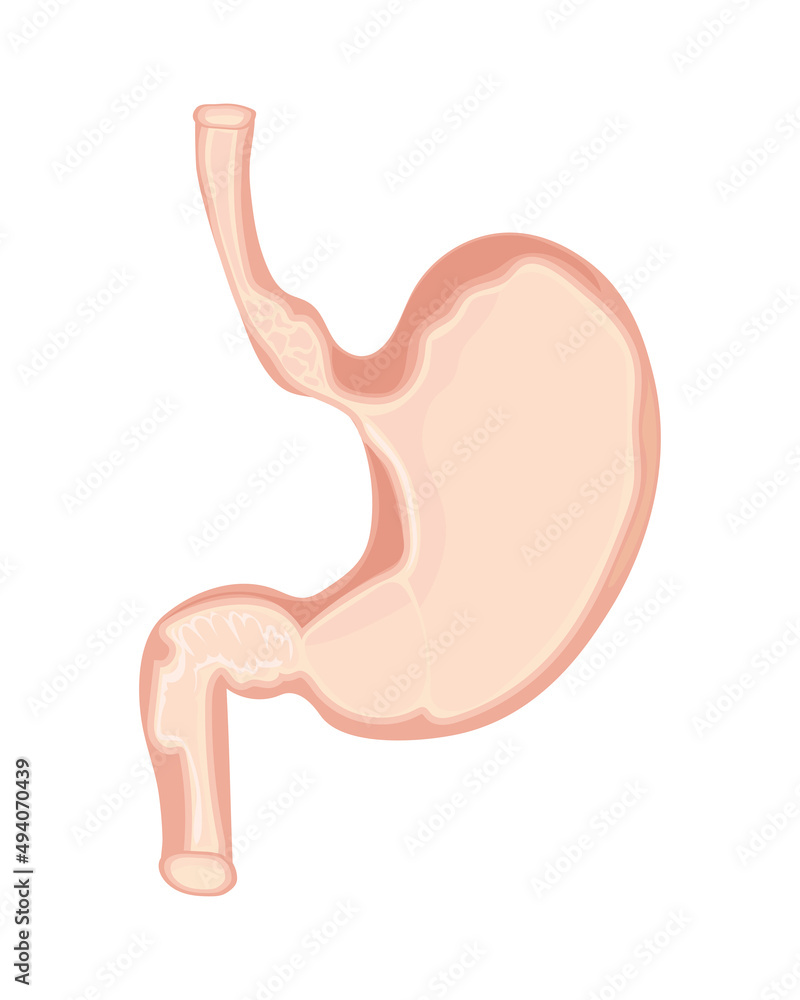 stomach human body part stomach human body part
