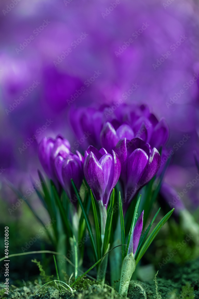 piękne krokusy w fioletowym kolorze w ogrodzieplakat z fioletowymi krokusami. Crocus sieberi piękne krokusy w fioletowym kolorze w ogrodzieplakat z fioletowymi krokusami. Crocus sieberi