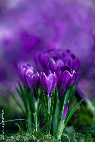 piękne krokusy w fioletowym kolorze w ogrodzieplakat z fioletowymi krokusami. Crocus sieberi