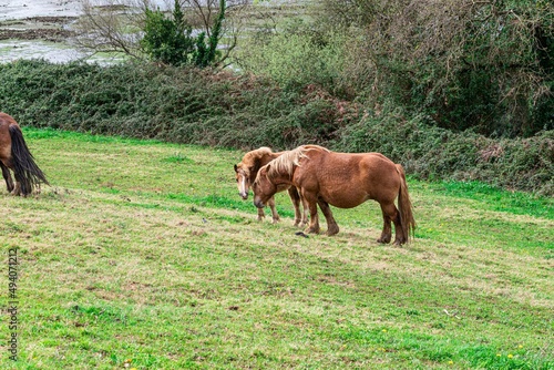 hispanic breton horses in the countryside 