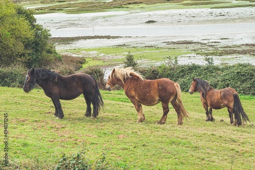 hispanic breton horses in the countryside 