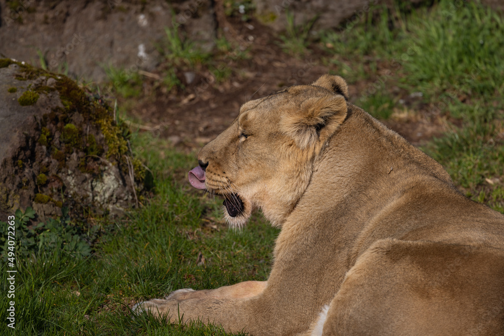 Fototapeta premium A lioness lies exhausted on the ground and licks her fur. The lions are mostly found in southern Africa and are unfortunately often hunted by poachers.