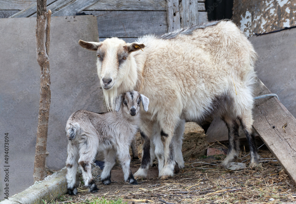 Mother goat with a small baby goat in the background of a barn. Outdoor portrait. Mother goat with a small baby goat in the background of a barn. Outdoor portrait.