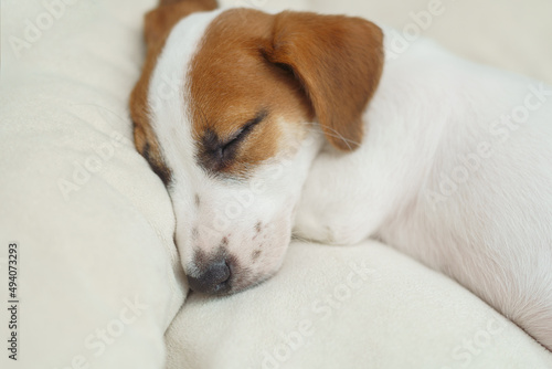 Puppy jack russell resting indoor.