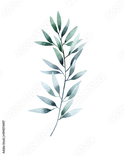 Watercolor sprig of eucalyptus isolated on white background.