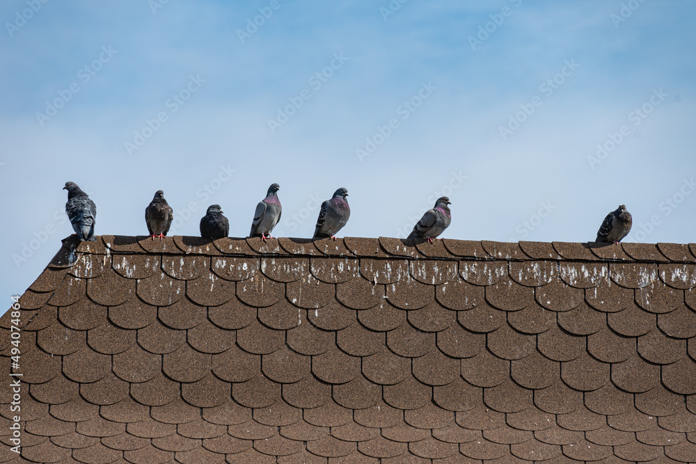 Pigeon droppings on roofs. Pigeons on the dirty roof. Stock Photo