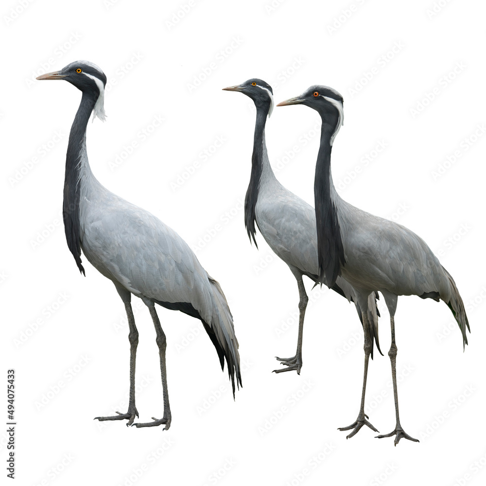 Naklejka premium cranes isolated on a white background
