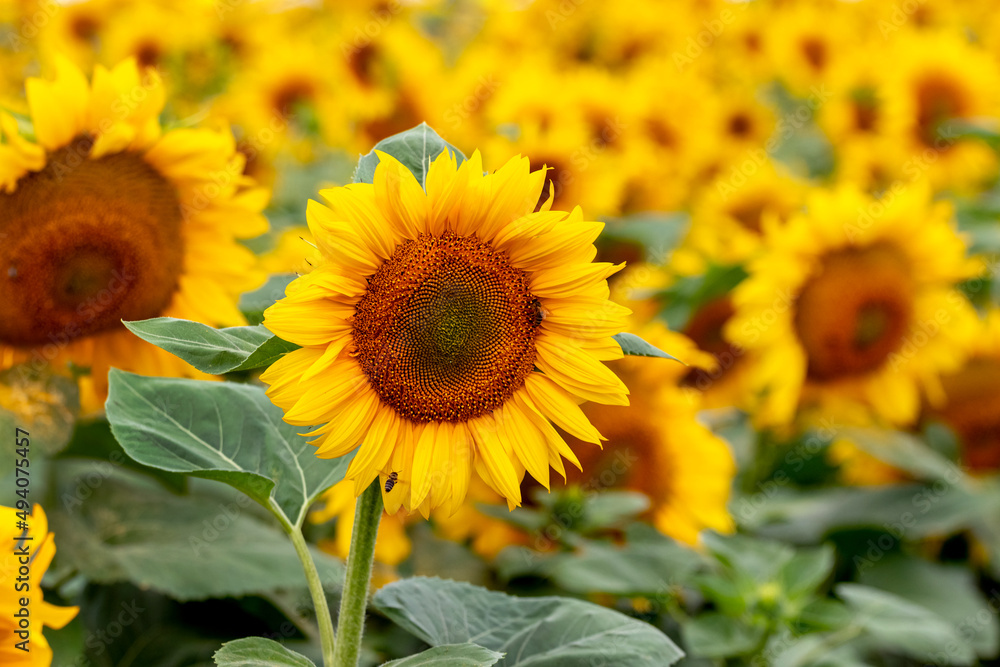 Yellow sunflowers in the field close up. Flowering sunflowers