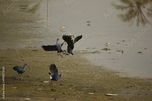 quarreling purple swamp hen photo