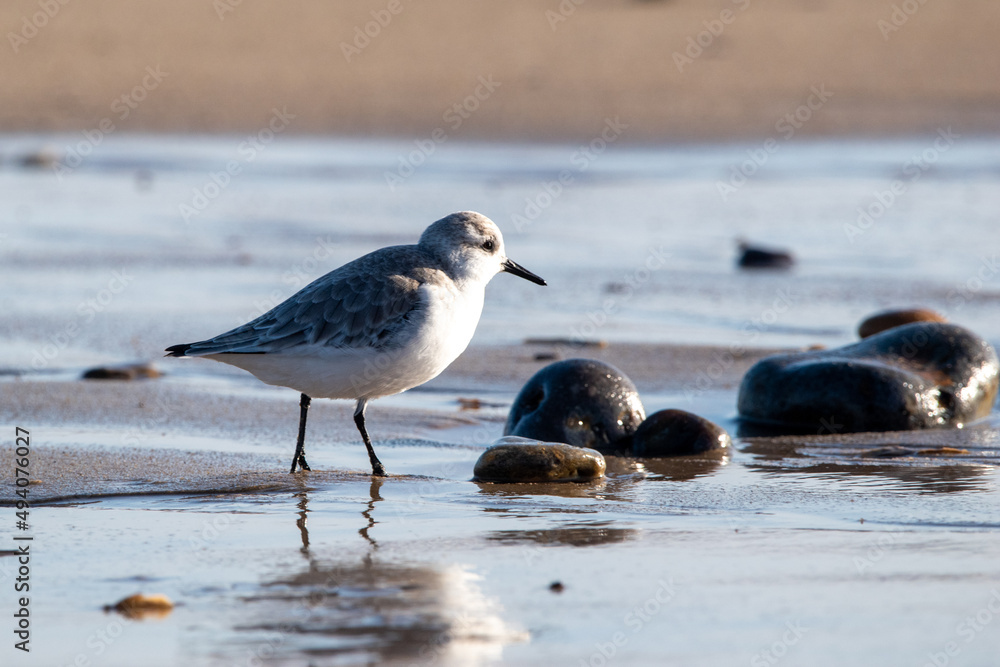 Sanderling foraging for food on Horsey Gap beach in north Norfolk, UK. Photographed in January 2022. Sanderling foraging for food on Horsey Gap beach in north Norfolk, UK. Photographed in January 2022.