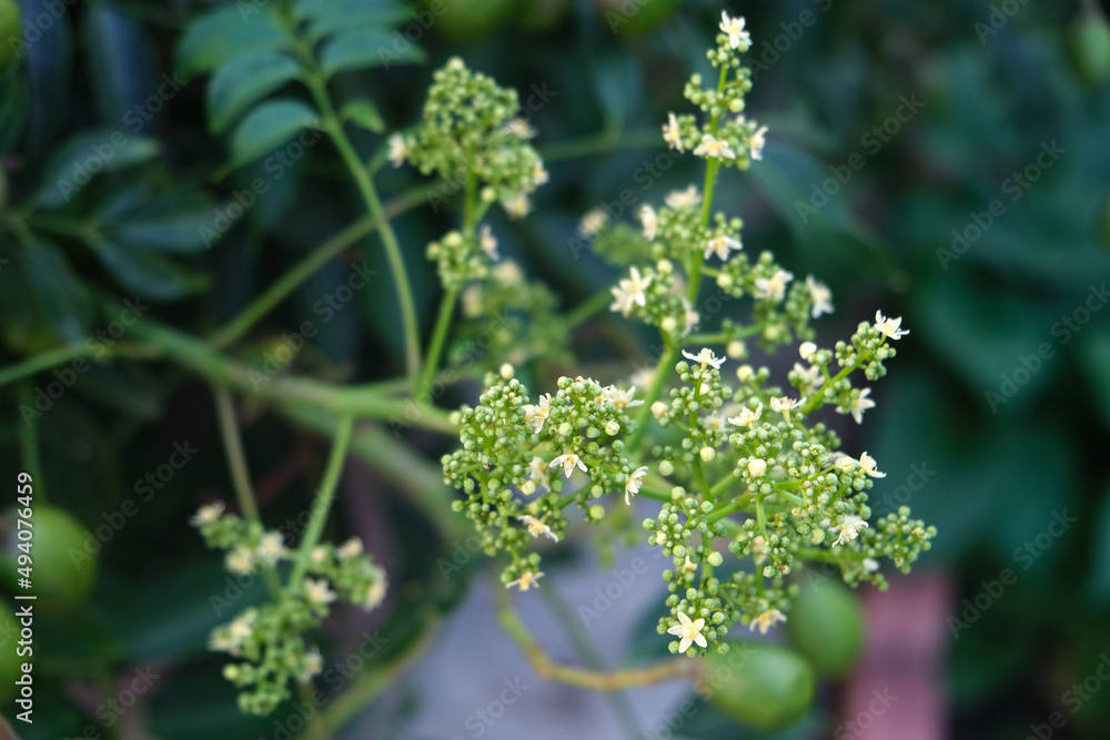 Flower of the ambarella fruit tree. golden apple, Flower of the ambarella fruit tree. golden apple,