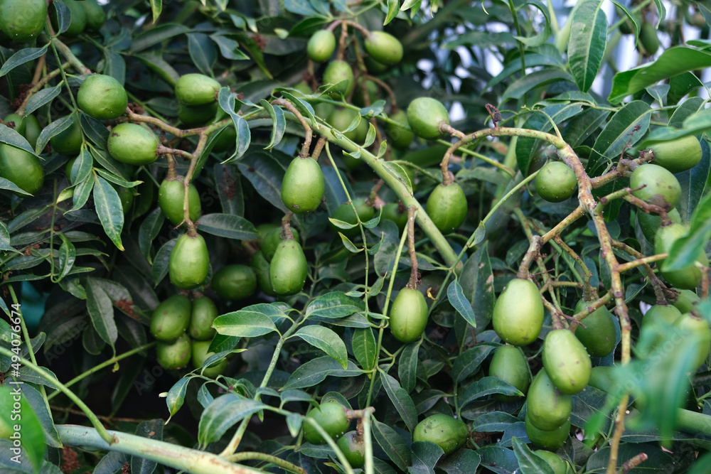 Green baby ambarella on the tree. Young fresh green ambarella fruits on a branch. Green baby ambarella on the tree. Young fresh green ambarella fruits on a branch.